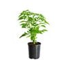120mm Nellie Kelly Chilli - Capsicum annum