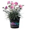 1.5L Dianthus Candy Floss - Dianthus hybrid