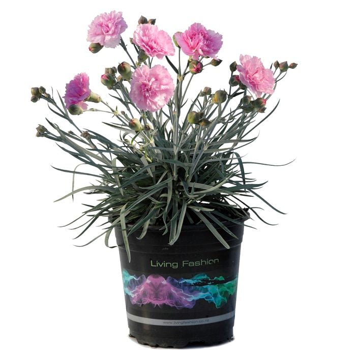 1.5L Dianthus Candy Floss - Dianthus hybrid