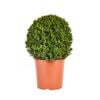 300mm Topiary - Buxus sempervirens