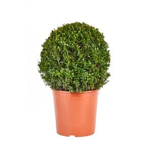 300mm Topiary - Buxus sempervirens