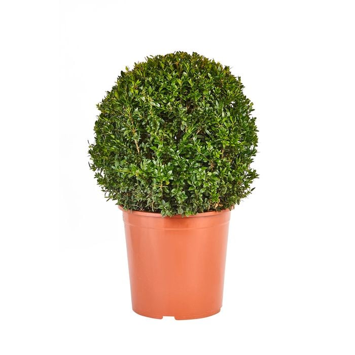 300mm Topiary - Buxus sempervirens