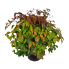 6L Nandina Blush - Nadina pygmaea Blush