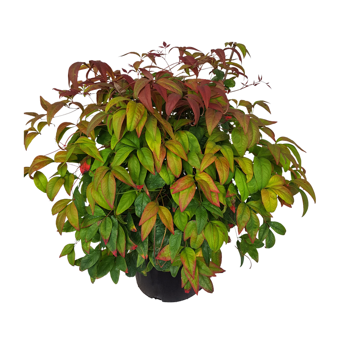 6L Nandina Blush - Nadina pygmaea Blush