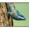 Lue Lizard with Big Eyes Close up  Print 100% Australian Made 120x90cm  (Poster)