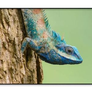 Lue Lizard with Big Eyes Close up  Print 100% Australian Made 120x90cm  (Poster)