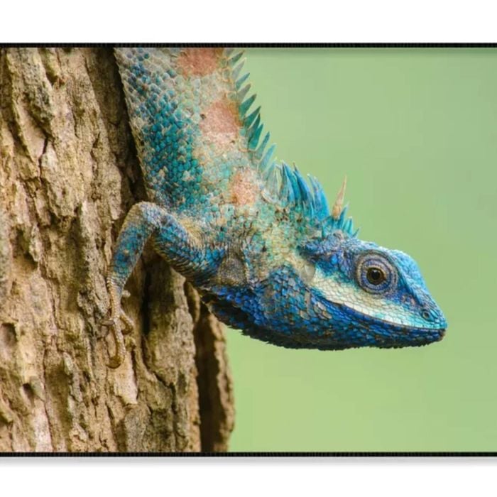 Lue Lizard with Big Eyes Close up  Print 100% Australian Made 120x90cm  (Poster)