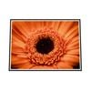 Galrie Stunning Close-Up of a Red Flower - Fine Art Photography, Black Frame, A2 42 x 60cm (16 x 24inch)