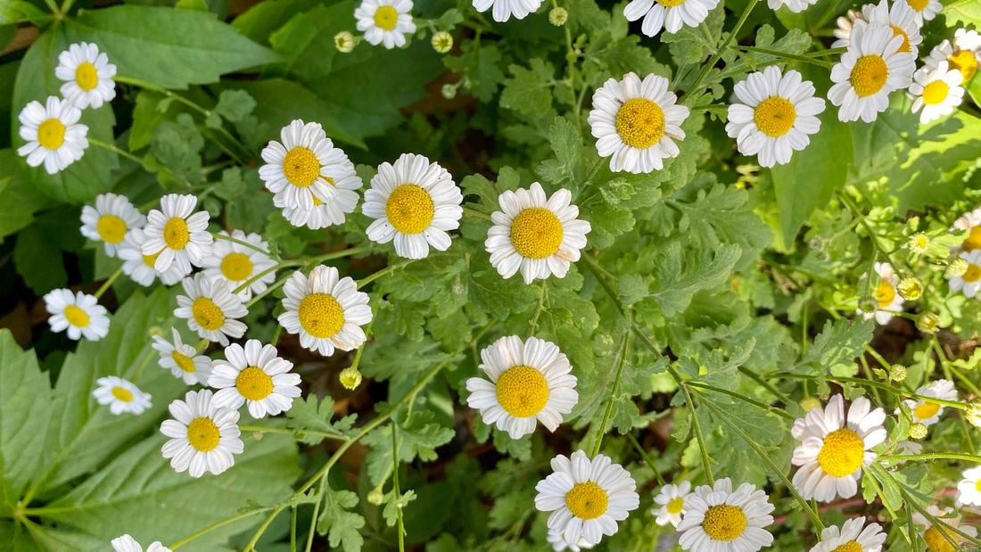 High angle closeup view of a group of beautiful vibrant white pyrethrum daisies growing in a garden on a sunny day in Spring