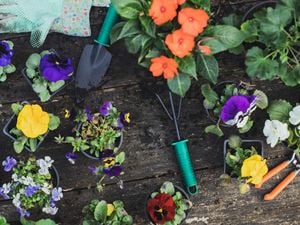 Plants - Garden tools - Garden gloves - Decking flatlay - Close up