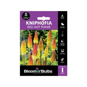 Bloomin Bulbs Kniphofia Red Hot Poker - 1 Pack