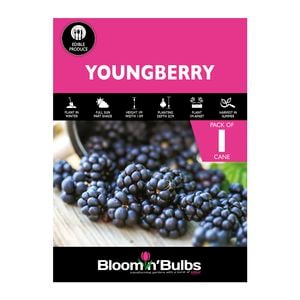 Blomin' Bulbs Youngberry - 1 Pack