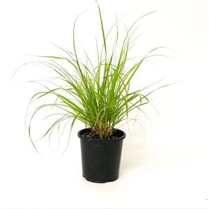 2L Dwarf Toe - Chionochloa Flavicans