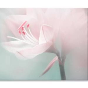 Single Dreamy Surreal White Flower  Print 100% Australian Made 75 x 50cm  (Stretched)