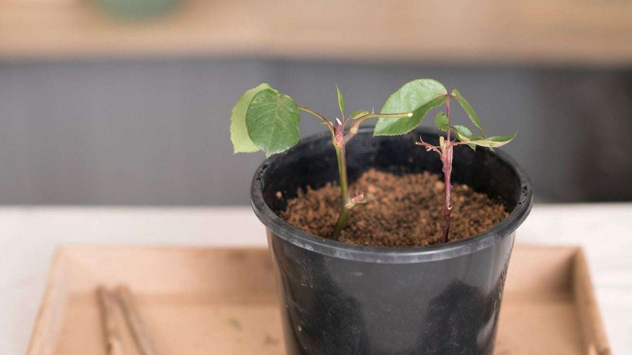 Propagating rose stems with a few leaves.