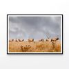 Herd of Wild Bull Elk  Print 100% Australian Made 90x60cm  (Poster)
