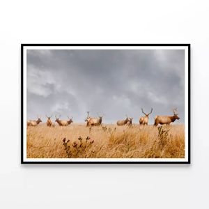 Herd of Wild Bull Elk  Print 100% Australian Made 90x60cm  (Poster)