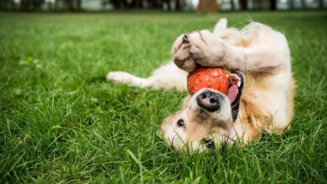 Golden retriever playing with rubber dog toys on green lawn