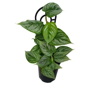 180mm Silver Leaf Philodendron - Philodendron sodiroi