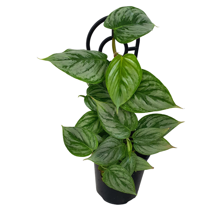 180mm Silver Leaf Philodendron - Philodendron sodiroi
