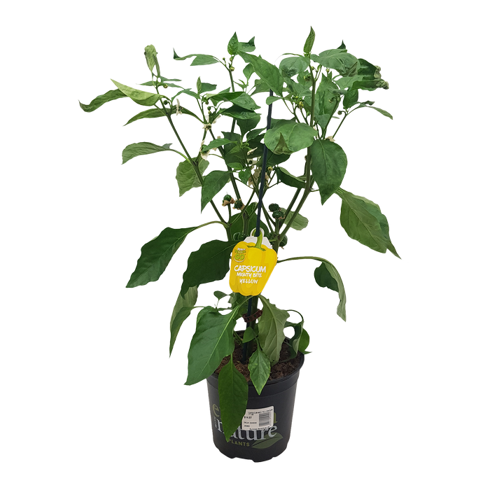 170mm Capsicum Mighty Bite Yellow - Capsicum annuum
