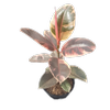 200mm Ruby Ficus - Ficus elastica