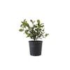 200mm Gardenia Professor Pucci - Gardenia augusta