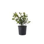 200mm Gardenia Professor Pucci - Gardenia augusta