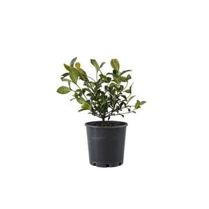200mm Gardenia Professor Pucci - Gardenia augusta
