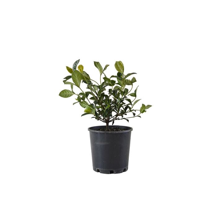200mm Gardenia Professor Pucci - Gardenia augusta