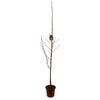 250mm Ornamental Pear - Pyrus Glens Form Chanticleer Callery
