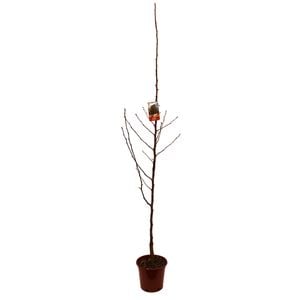 250mm Ornamental Pear - Pyrus Glens Form Chanticleer Callery