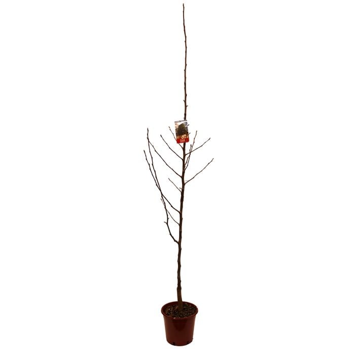 250mm Ornamental Pear - Pyrus Glens Form Chanticleer Callery