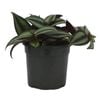 130mm Spider Wort - Tradescantia Spiderwort