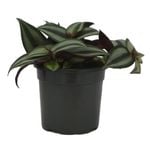 130mm Spider Wort - Tradescantia Spiderwort