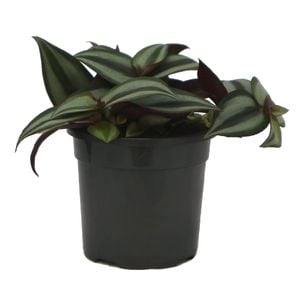 130mm Spider Wort - Tradescantia Spiderwort