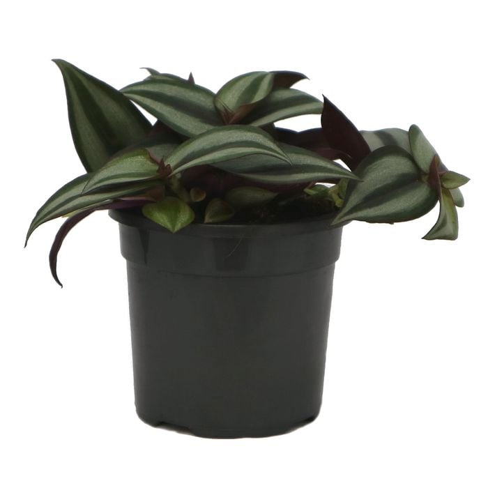130mm Spider Wort - Tradescantia Spiderwort