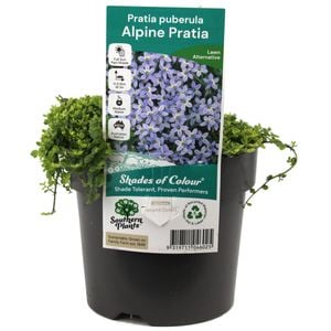 140mm Trailian Pratia - Pratia puberula