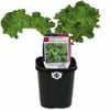 95mm Kale Curly Green - Brassica oleracea
