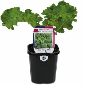 95mm Kale Curly Green - Brassica oleracea