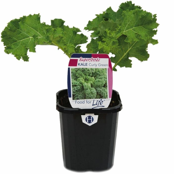 95mm Kale Curly Green - Brassica oleracea