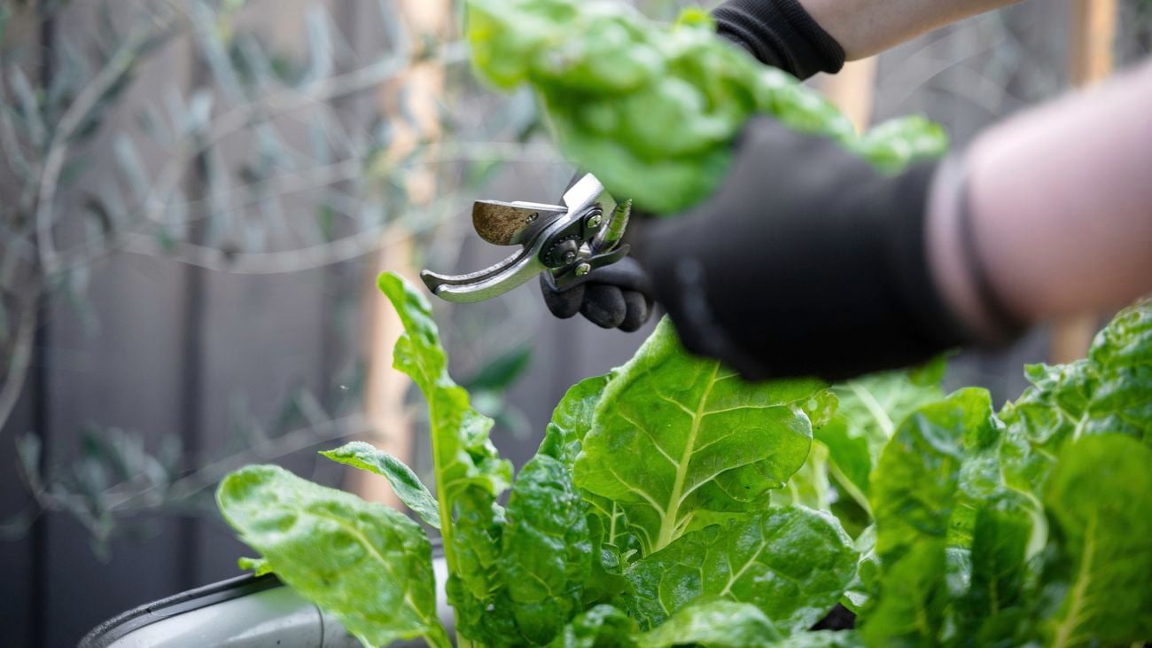 Mastering lettuce harvesting: Unlock sweet, fresh flavours by picking in youthful glory
