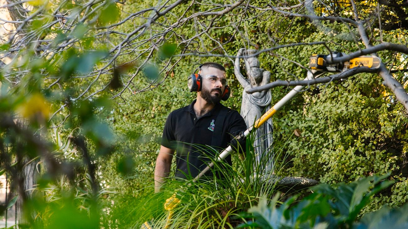 A man in a black shirt, ear muffs and gloves uses a DeWALT cordless pole saw to cut through a tree branch