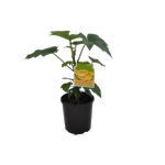 3L Mountain Pawpaw - Carica pubescens - Incredible Edibles Range