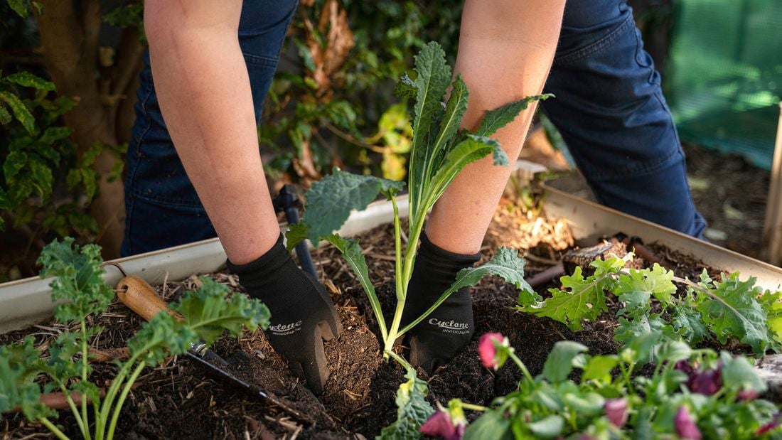 Person harvesting a green leafy plant.