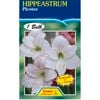 Amaryllis Hippeastrum Picotee