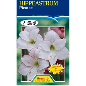 Amaryllis Hippeastrum Picotee