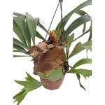 180mm Elkhorn Fern in Hanging Basket