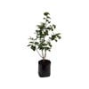 12L Camellia Kate Sheppard - Camellia japonica