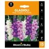 Bloomin' Bulbs Gladioli Pink / Purple / White Blend - 15 Pack